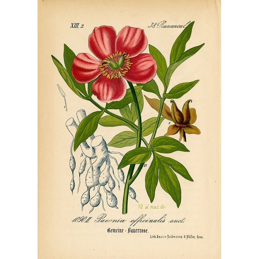 Paeonia Officinalis Poster Print - Licensing Studio Art-VARPDXALIZOE253635 Image 1