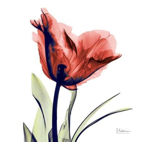 Tulip Red Poster Print by Albert Koetsier-VARPDXAKXSQ369A Image 1