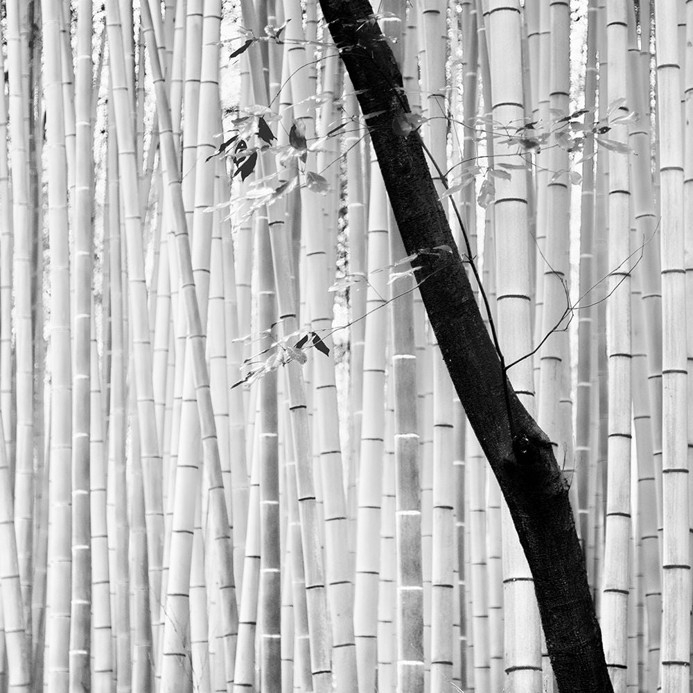 Bamboo Forest Poster Print by Alexandre Manuel-VARPDXAM031A Image 1