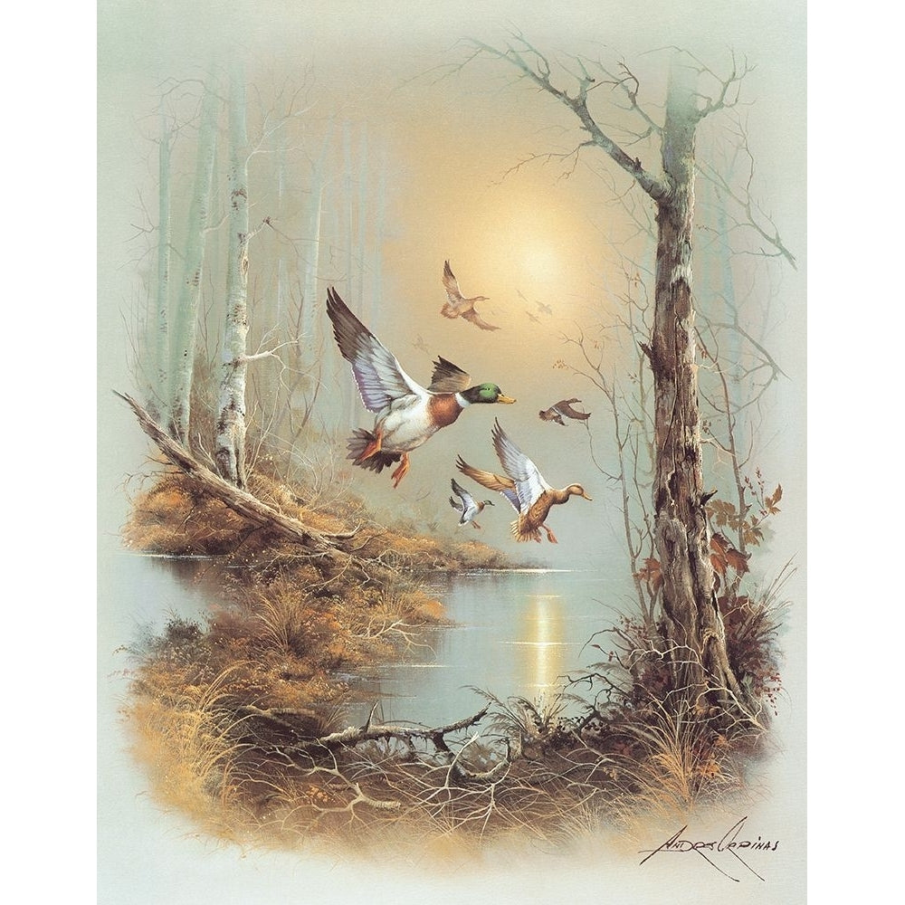 Ducks A Poster Print - Andres Orpinas-VARPDXANDORP130643 Image 1