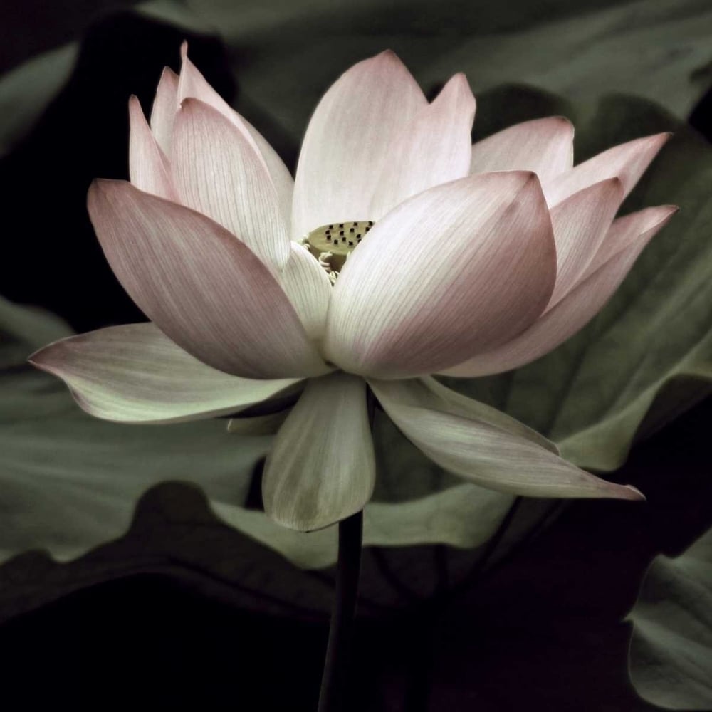 The Lotus I Poster Print by Andy Neuwirth-VARPDXANE5058 Image 1