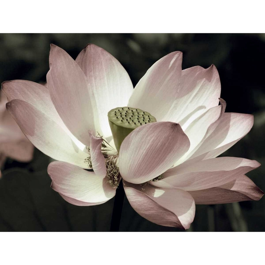 The Blossom Poster Print by Andy Neuwirth-VARPDXANE5057 Image 1