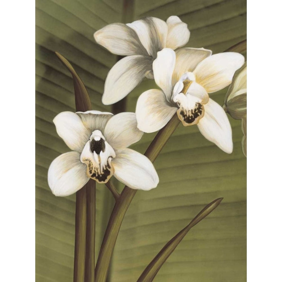 Orchid with Palm I Poster Print by Andrea Trivelli-VARPDXAT4760 Image 1