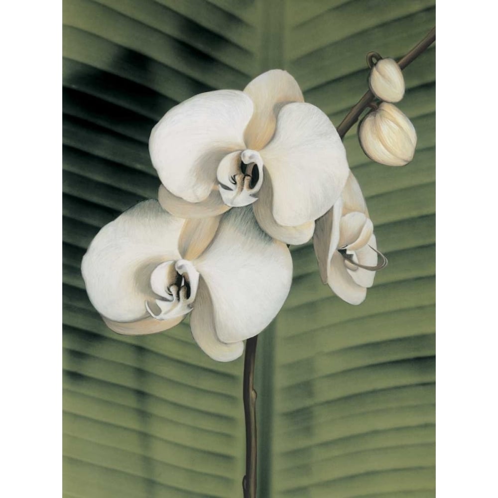 Orchid with Palm II Poster Print by Andrea Trivelli-VARPDXAT4761 Image 1