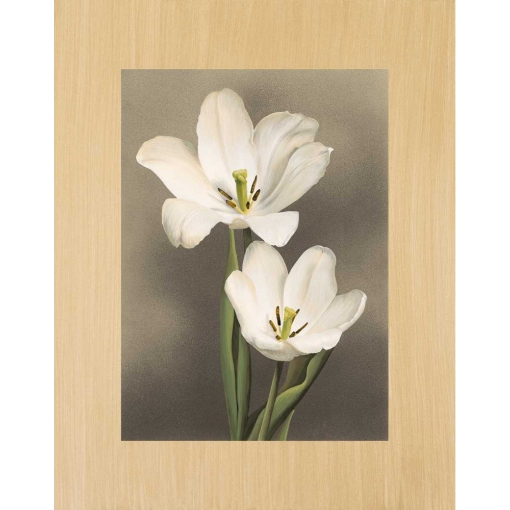 Tulipani Poster Print by Andrea Trivelli-VARPDXAT1445 Image 1