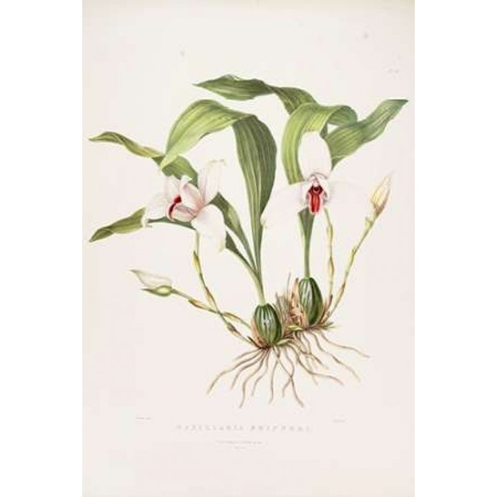 Orchid Maxillaria Skinneri Poster Print by Augusta Withers-VARPDXAW10 Image 1