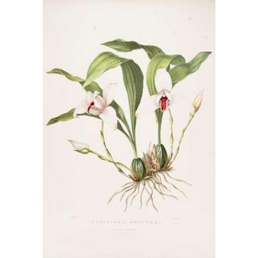 Orchid Maxillaria Skinneri Poster Print by Augusta Withers-VARPDXAW10 Image 2