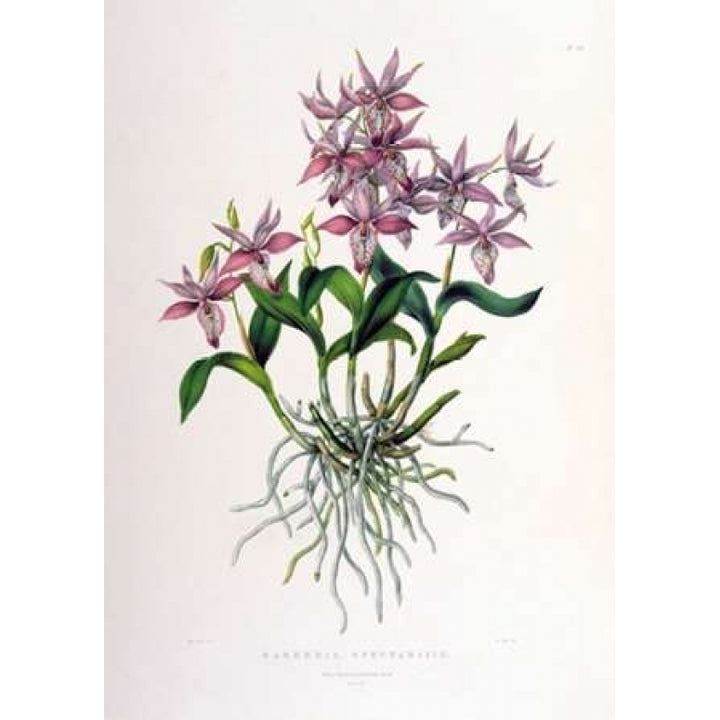 Orchid Barkeria Spectabilis Poster Print by Augusta Withers-VARPDXAW03 Image 1