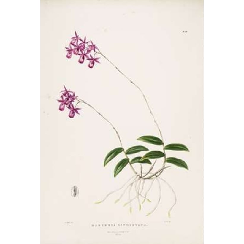 Orchid Barkeria Lindleyana Poster Print by Augusta Withers-VARPDXAW08 Image 1