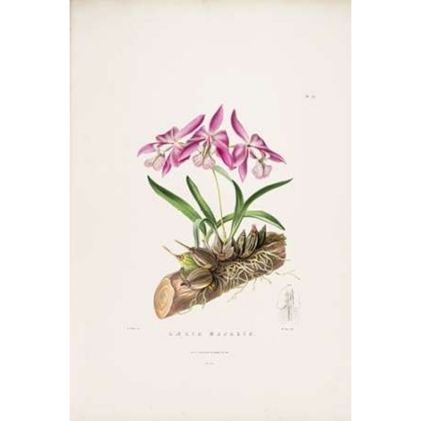 Orchid Laelia Majalis Poster Print by Augusta Withers-VARPDXAW11 Image 1