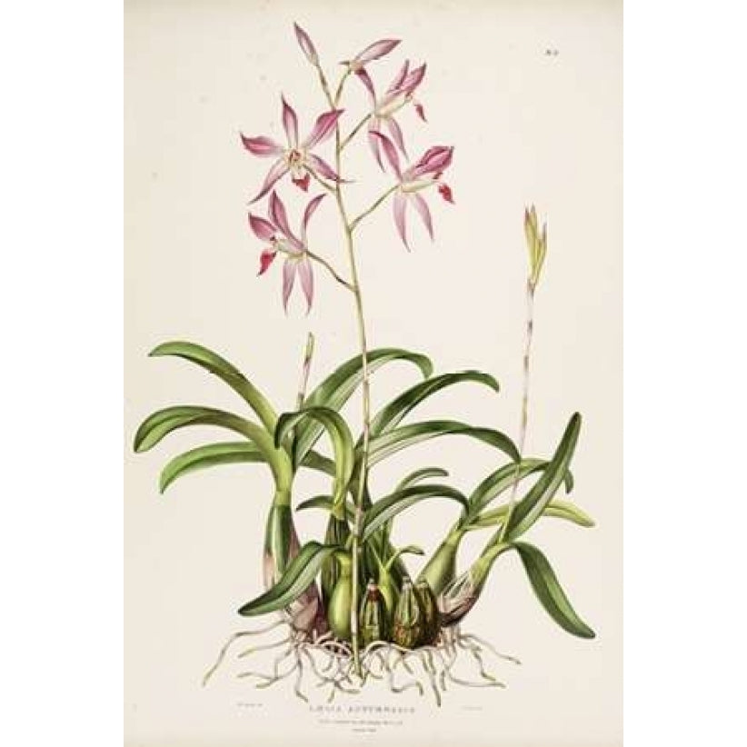 Orchid Laela Autumnalis Poster Print by Augusta Withers-VARPDXAW12 Image 1