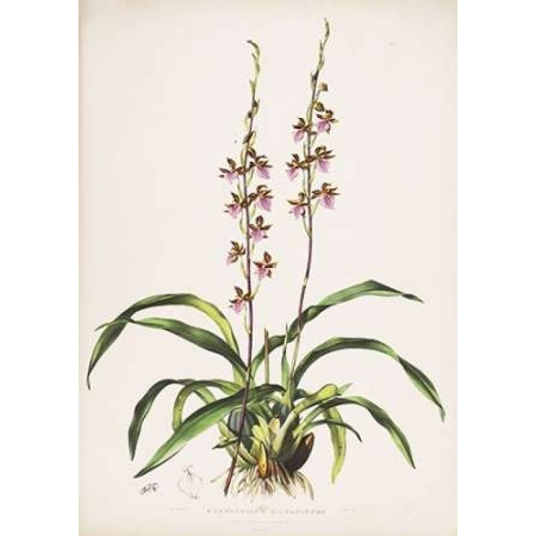 Orchid Cyrtochilum Bictioniense Poster Print by Augusta Withers-VARPDXAW14 Image 1