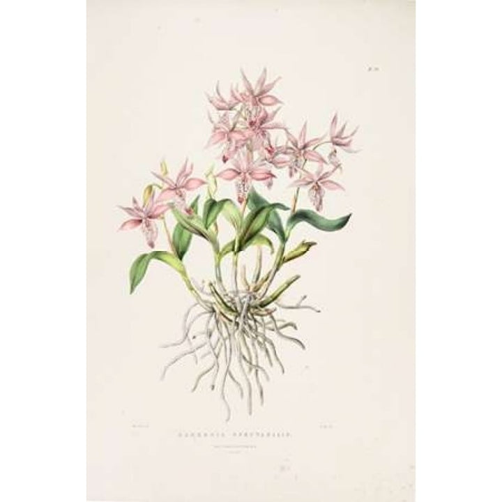 Orchid Barkeria Spectabilis Poster Print by Augusta Withers-VARPDXAW07 Image 1