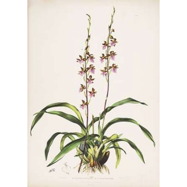 Orchid Cyrtochilum Bictioniense Poster Print by Augusta Withers-VARPDXAW14 Image 2