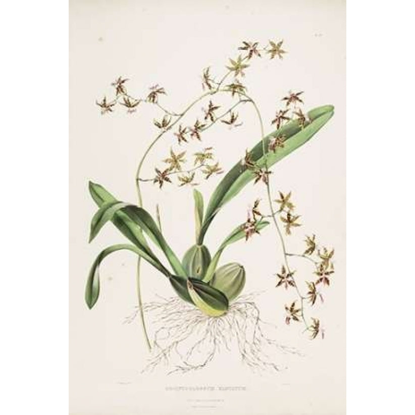 Orchid Odontoglossum Hastatum Poster Print by Augusta Withers-VARPDXAW16 Image 1