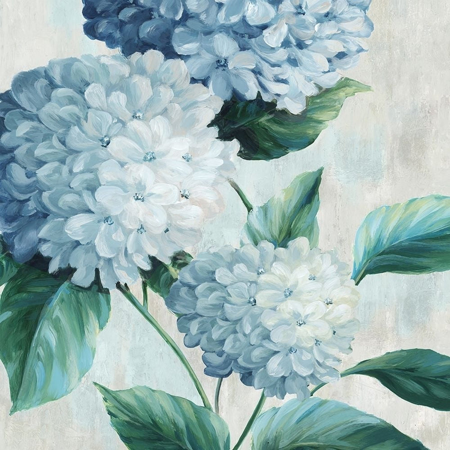 Blue Hydrangea Blooms I Poster Print - Alex Black-VARPDXAX027A Image 1