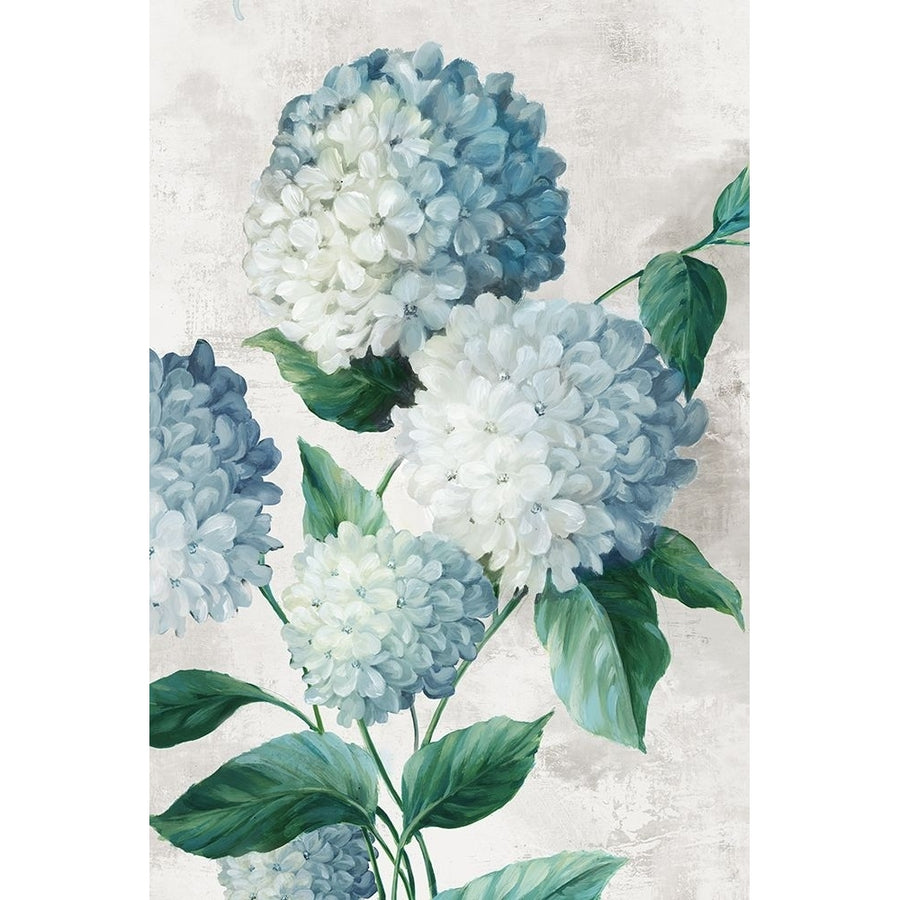 Blue Hydrangea Florals Poster Print - Alex Black-VARPDXAX034A Image 1