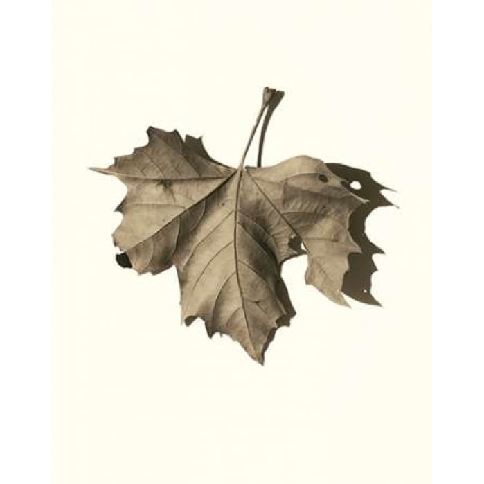 Norway Maple Poster Print by Alan Blaustein-VARPDXB1266D Image 1