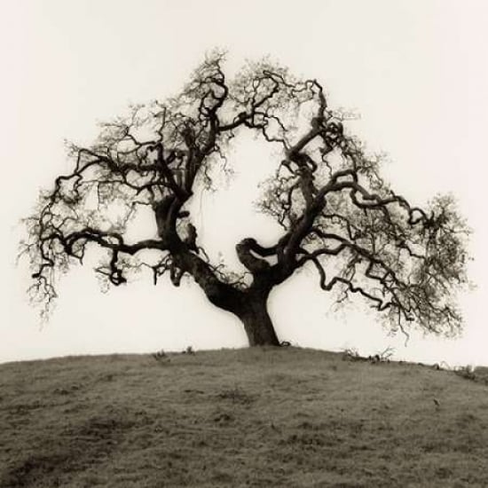 Hillside Oak Tree Poster Print by Alan Blaustein-VARPDXB1301D Image 1