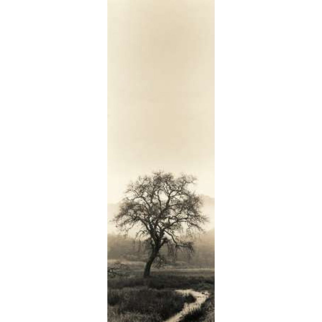 Valley Oak Tree Poster Print by Alan Blaustein-VARPDXB1291D Image 2