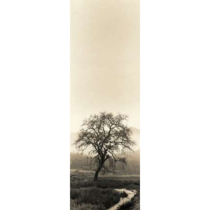 Valley Oak Tree Poster Print by Alan Blaustein-VARPDXB1291D Image 1