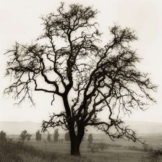 Country Oak Tree Poster Print by Alan Blaustein-VARPDXB1303D Image 2