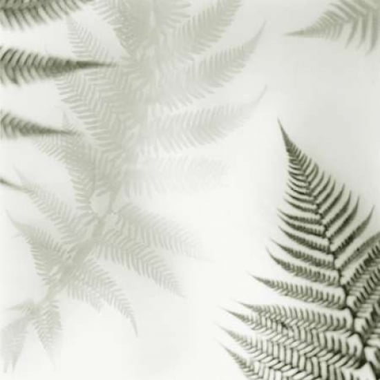 Ferns No. 2 Poster Print by Alan Blaustein-VARPDXB1421D Image 2