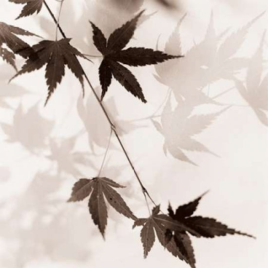 Japanese Maple Leaves No. 1 Poster Print by Alan Blaustein-VARPDXB1422D Image 1