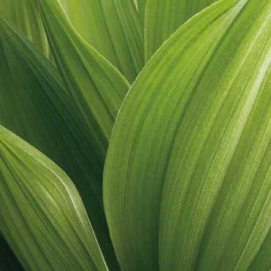 Corn Lily Poster Print by Jan Bell-VARPDXB2645D Image 1