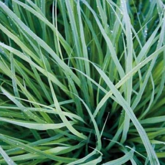 Grass with Morning Dew Poster Print by Jan Bell-VARPDXB2647D Image 1