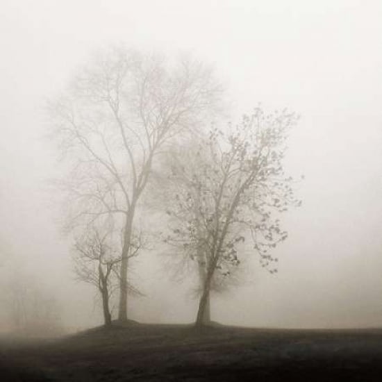 Four Trees in Fog Poster Print by Nicholas Bell-VARPDXB2804D Image 1