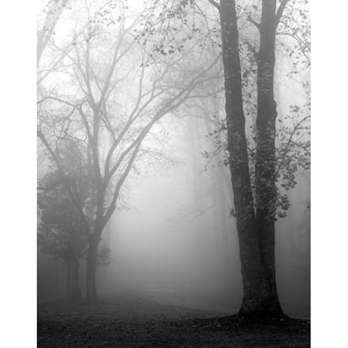 November Fog Poster Print by Nicholas Bell-VARPDXB2809D Image 1