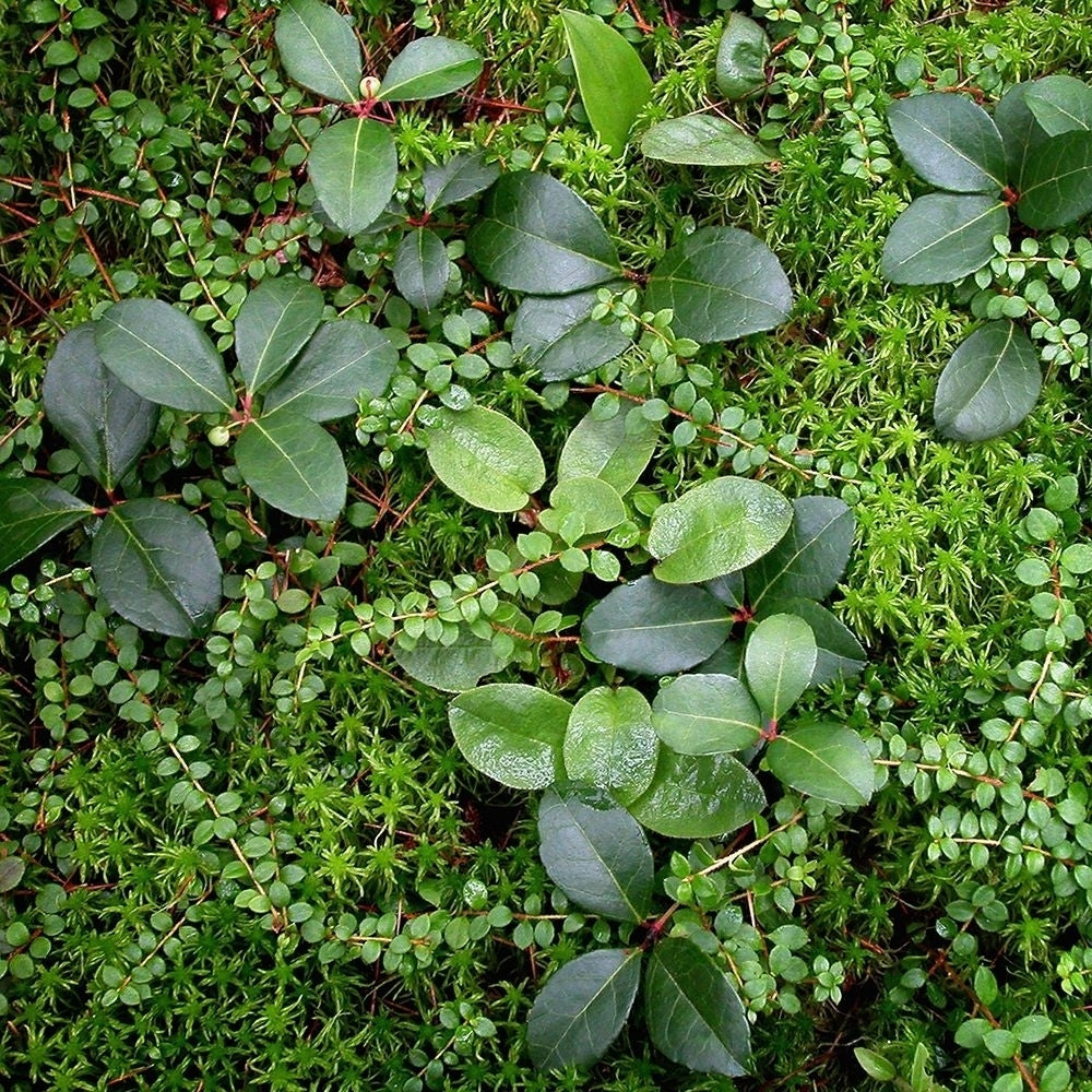 Forest Floor Detail Poster Print by Jan Bell-VARPDXB3275D Image 1