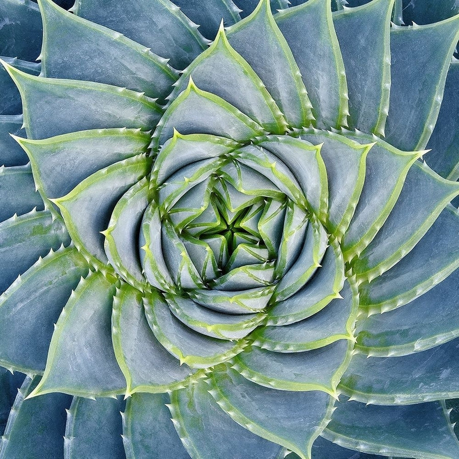 Spiral Succulent Poster Print by Jan Bell-VARPDXB3278D Image 1