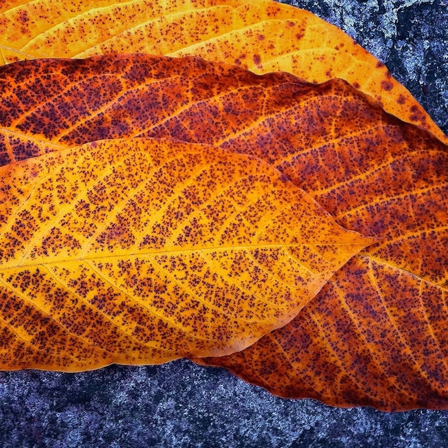 Three Leaves Poster Print by Jan Bell-VARPDXB3281D Image 1