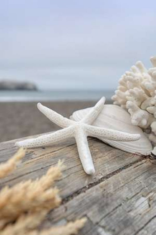 Crescent Beach Shells 13 Poster Print by Alan Blaustein-VARPDXB3355D Image 1