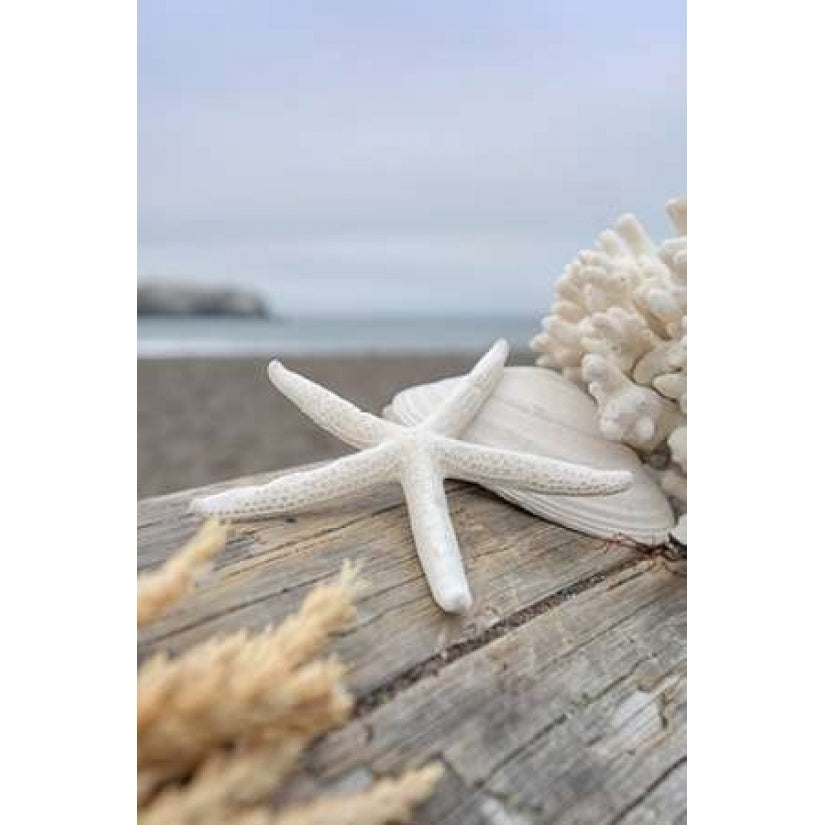 Crescent Beach Shells 13 Poster Print by Alan Blaustein-VARPDXB3355D Image 2