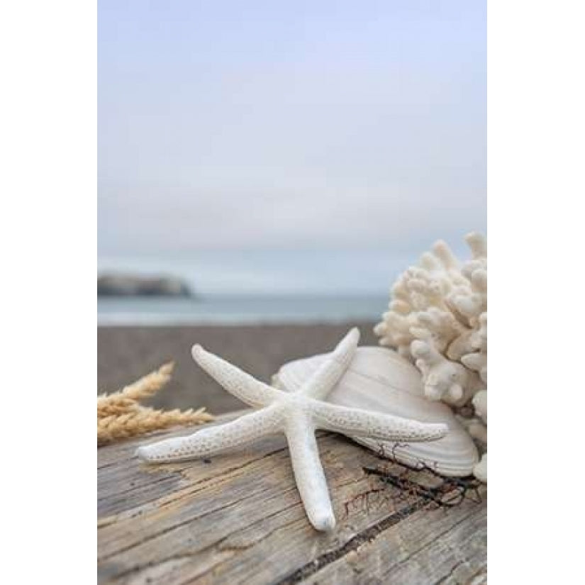 Crescent Beach Shells 14 Poster Print by Alan Blaustein-VARPDXB3356D Image 2