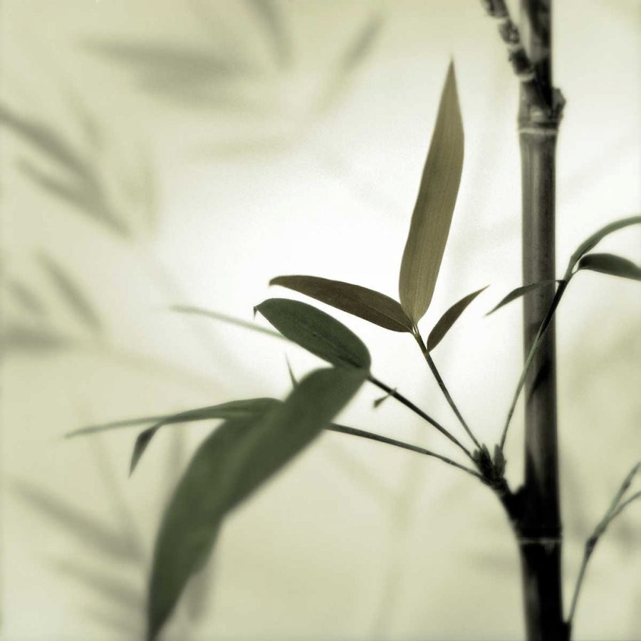 Bamboo 1 Poster Print by Alan Blaustein-VARPDXB3396D Image 1