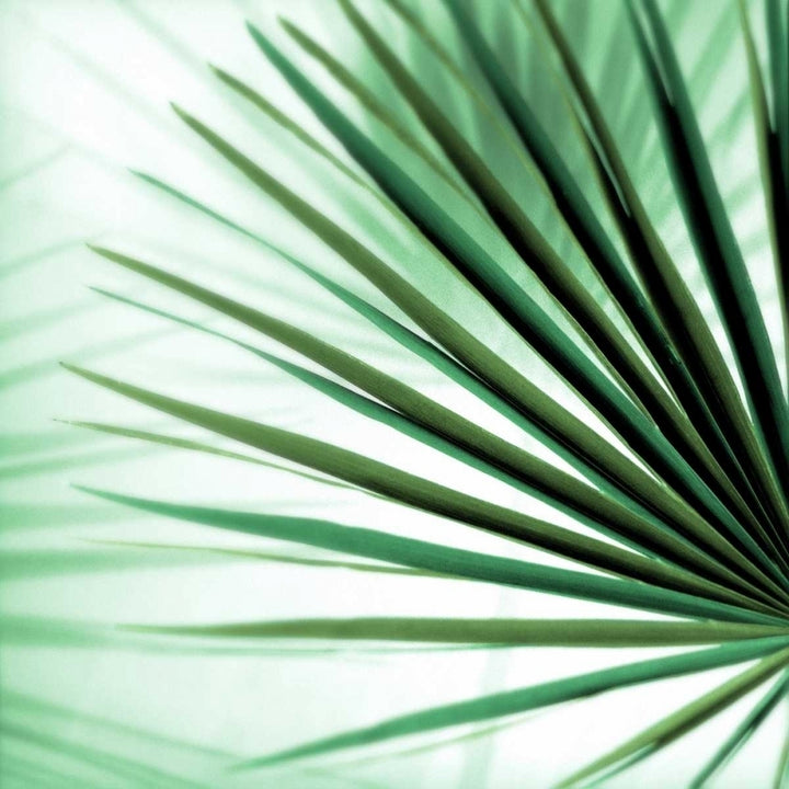 Palm Leaf 1 Poster Print by Alan Blaustein-VARPDXB3395D Image 2