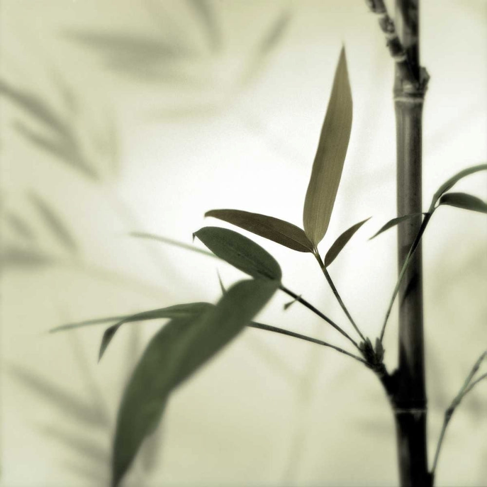 Bamboo 1 Poster Print by Alan Blaustein-VARPDXB3396D Image 2