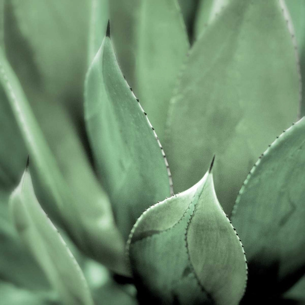 Agave 4 Poster Print by Alan Blaustein-VARPDXB3399D Image 2