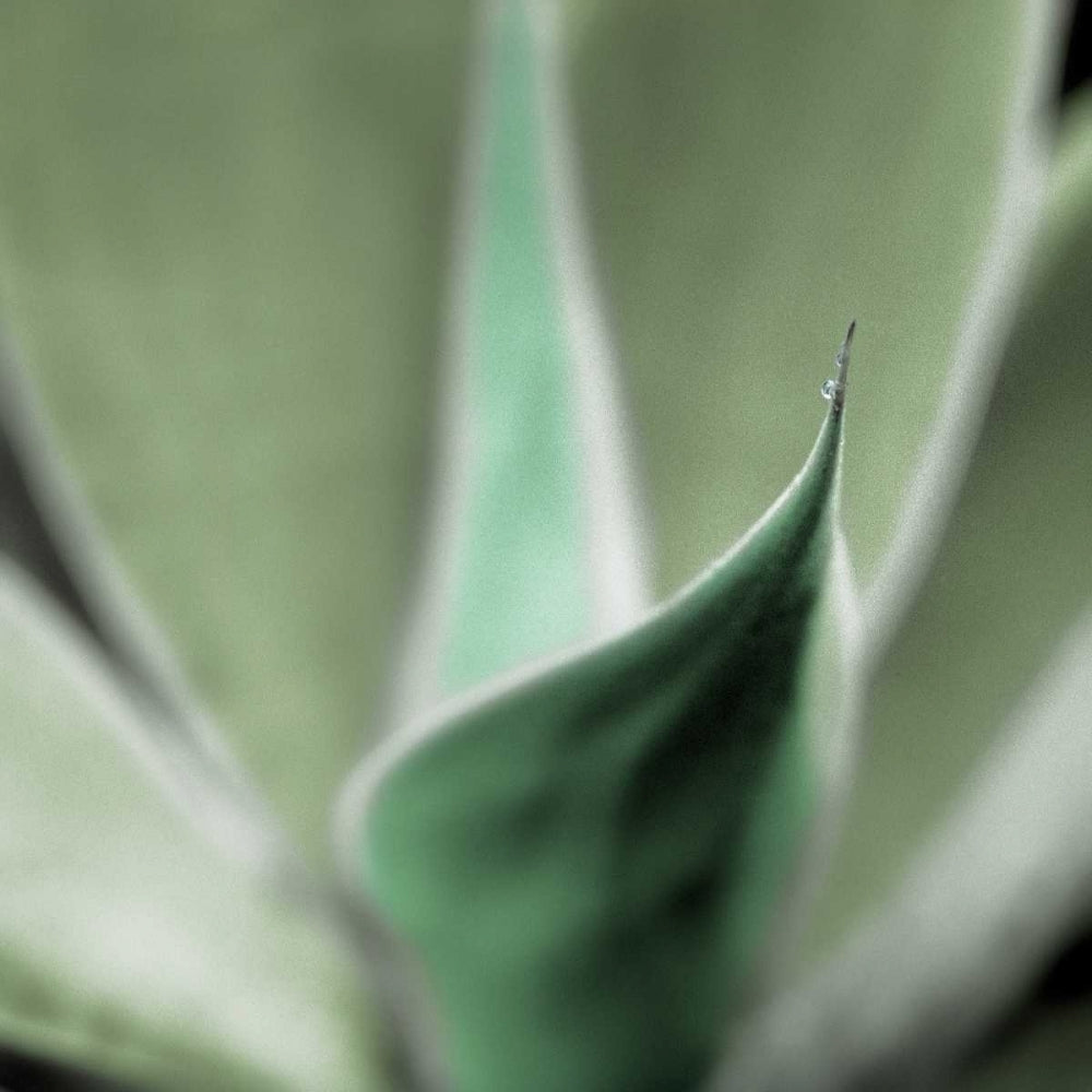 Agave 5 Poster Print by Alan Blaustein-VARPDXB3400D Image 1