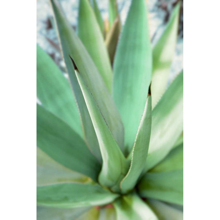 Agave Succulent 1 Poster Print by Alan Blaustein-VARPDXB3412D Image 1