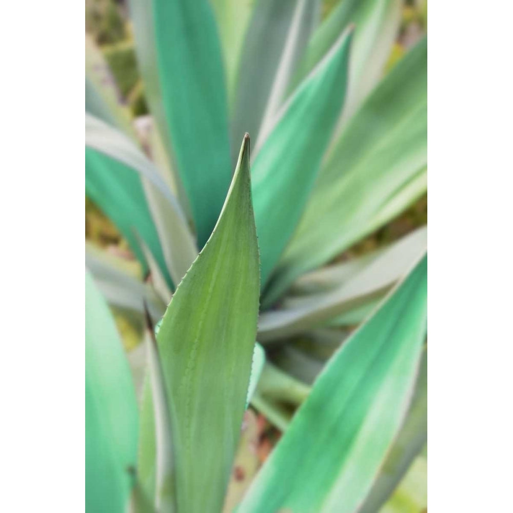 Agave Succulent 3 Poster Print by Alan Blaustein-VARPDXB3413D Image 2