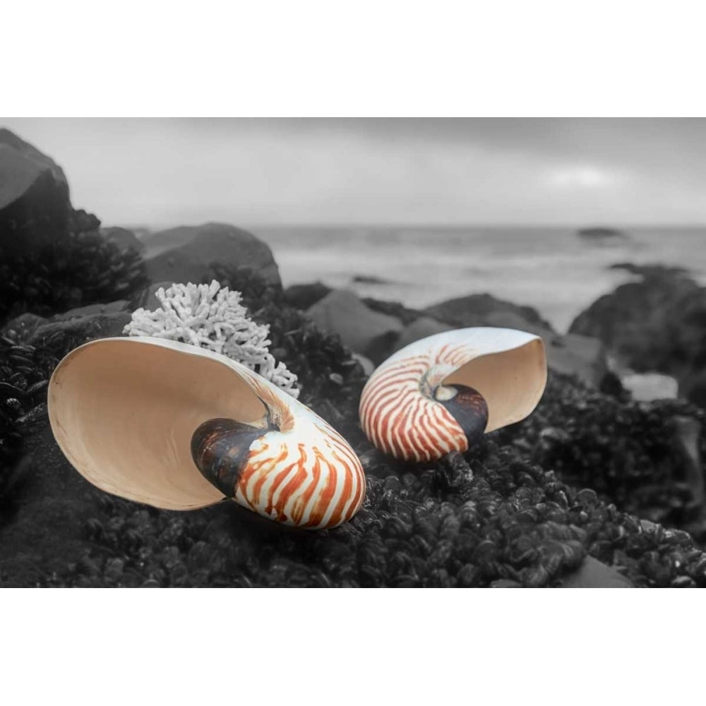 Crescent Beach Shells 2 Poster Print by Alan Blaustein-VARPDXB3415D Image 2