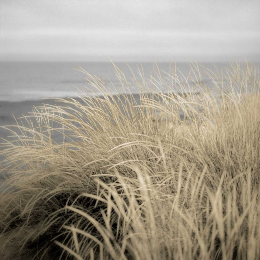 Tuscan Dunes 2A Poster Print by Alan Blaustein-VARPDXB3437D Image 1