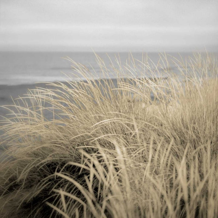 Tuscan Dunes 2A Poster Print by Alan Blaustein-VARPDXB3437D Image 1