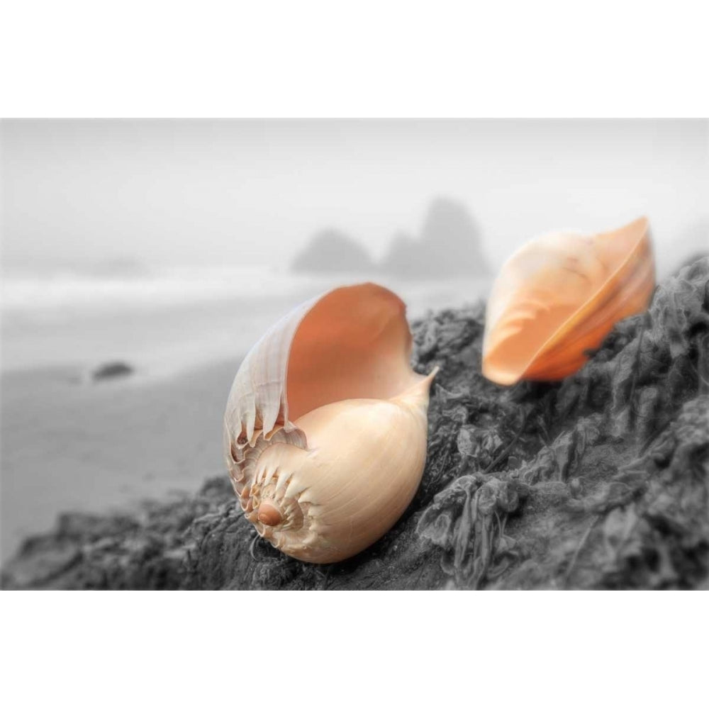 Crescent Beach Shells 20 Poster Print by Alan Blaustein-VARPDXB3432D Image 2