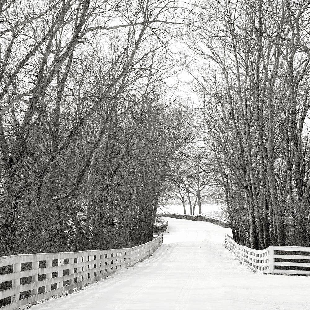 Country Lane in Winter Poster Print by Nicholas Bell-VARPDXB3603D Image 1